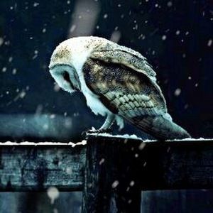 Meet your Posher, Tamara